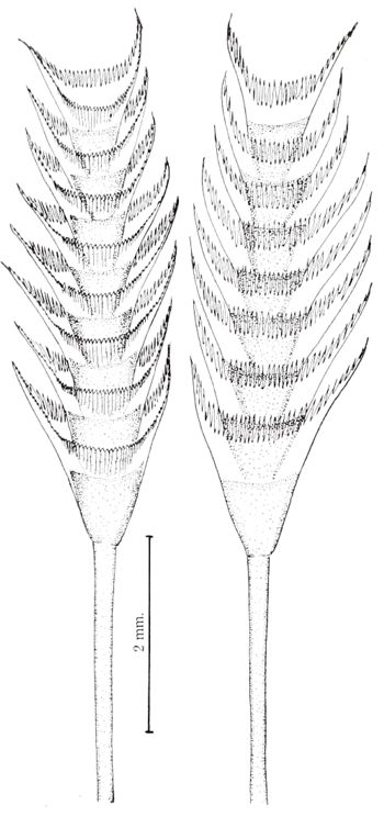 Media type: image; Malacology 168097 Description: Ruth Turner's drawings of the specimens. Clench and Turner, Johnsonia,  VII, No. 19, p26, plate 16, figures 1 & 2;